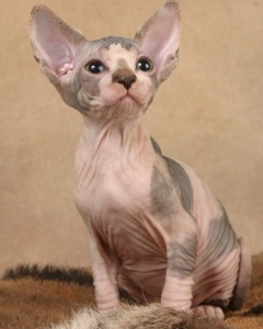 Тони Рубино - Tony Rubino